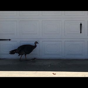 Meet your Posher, Devin